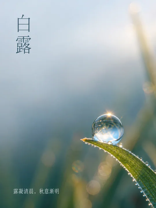 露凝清晨白露微距极简美学海报