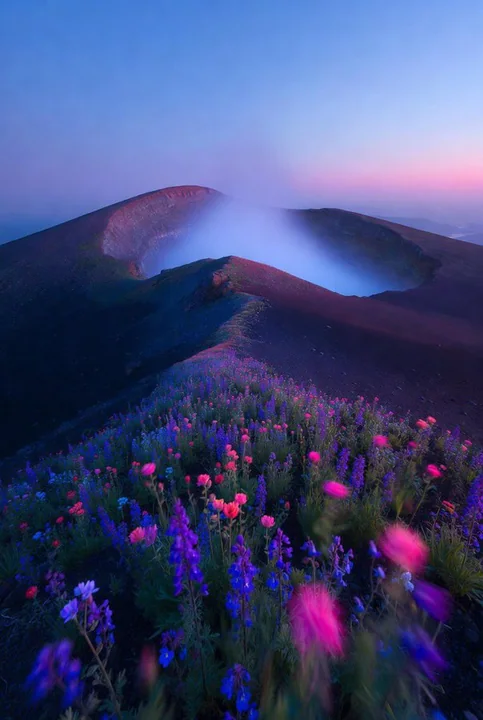 Les volcans de fleurs illuminés par des néons oniriques sous la lumière dorée du crépuscule